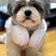 Ola joined the competition — help win amazing prizes! dog, headphones, pet, fluffy, white, gray, sitting, wooden_floor, indoors, cute, fur, animal, portrait, accessory, technology, closeup, ears, nose, paws, background_blur