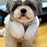 dog, headphones, pet, fluffy, white, gray, sitting, wooden_floor, indoors, cute, fur, animal, portrait, accessory, technology, closeup, ears, nose, paws, background_blur