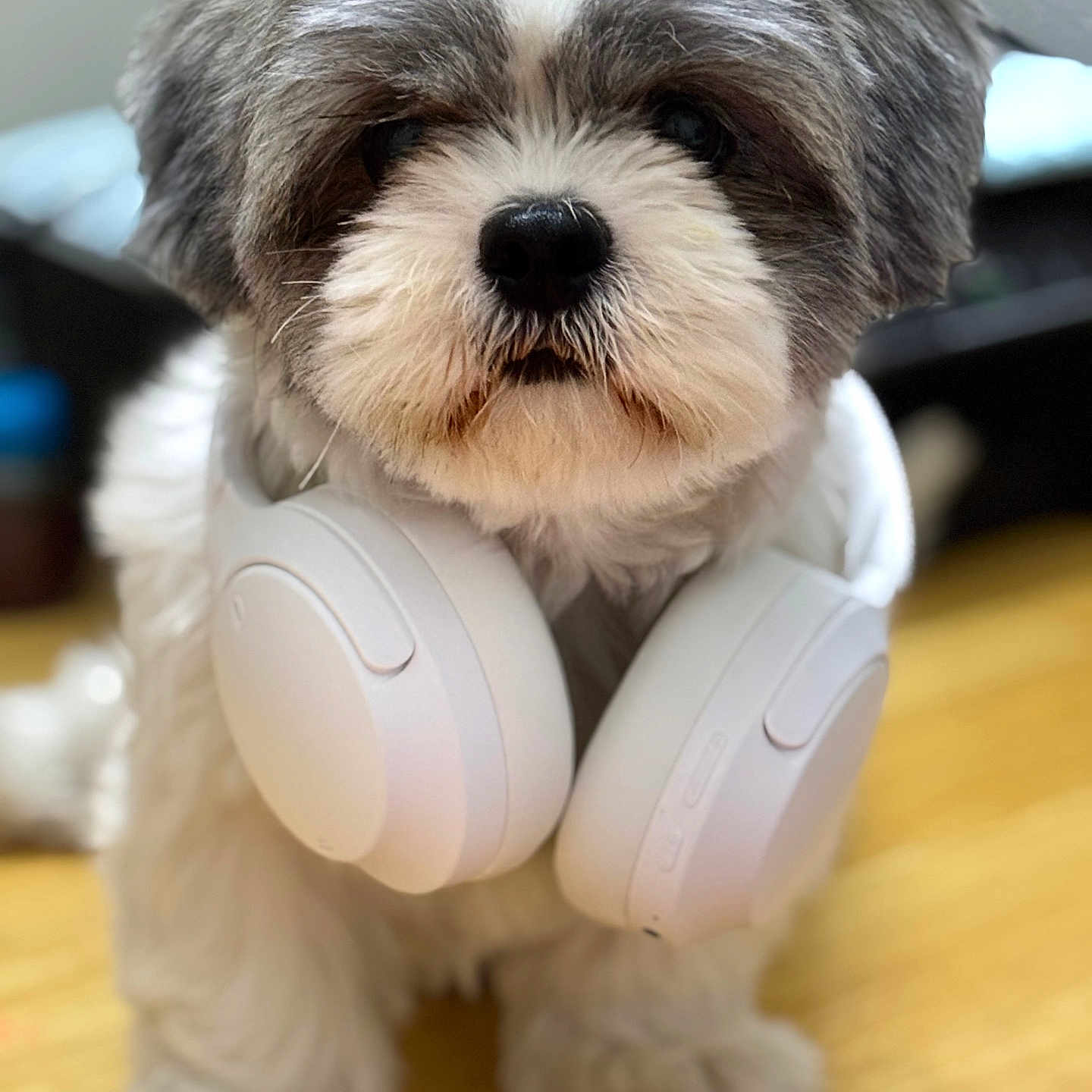 Ola joined the competition — help win amazing prizes! dog, headphones, pet, fluffy, white, gray, sitting, wooden_floor, indoors, cute, fur, animal, portrait, accessory, technology, closeup, ears, nose, paws, background_blur