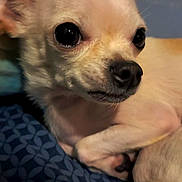 Miley is registered to the contest to win money with this photo: dog, chihuahua, pet, close_up, small_dog, animal, cute, resting, light_fur, bed, blue_pattern, indoors, canine, face, ears, paw, nose, fur, looking, sleepy