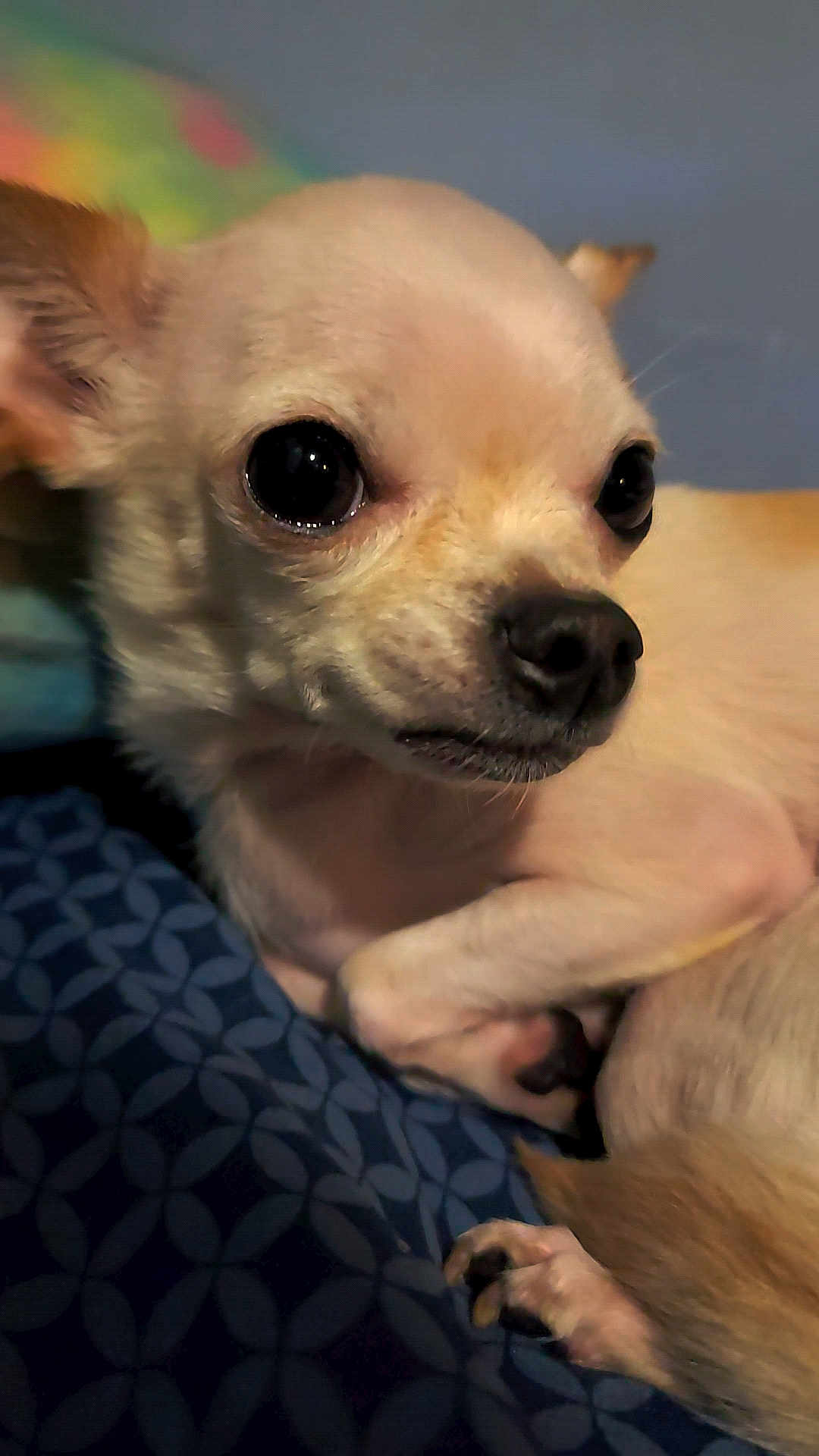 Miley is registered to the contest to win money with this photo: dog, chihuahua, pet, close_up, small_dog, animal, cute, resting, light_fur, bed, blue_pattern, indoors, canine, face, ears, paw, nose, fur, looking, sleepy