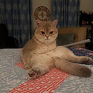 Kiki joined the competition — help win amazing prizes! cat, fluffy, sitting, legs_outstretched, bed, quilt, patterned_quilt, indoor, curtains, blue_curtains, clock, decorative_clock, furniture, cozy, pet, animal, looking_at_camera, cute, room, relaxed