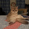 cat, fluffy, sitting, legs_outstretched, bed, quilt, patterned_quilt, indoor, curtains, blue_curtains, clock, decorative_clock, furniture, cozy, pet, animal, looking_at_camera, cute, room, relaxed