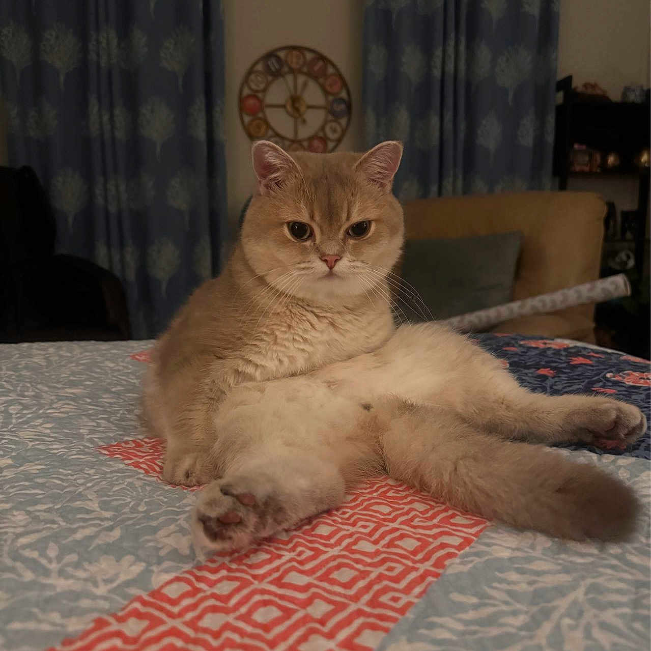 Kiki joined the competition — help win amazing prizes! cat, fluffy, sitting, legs_outstretched, bed, quilt, patterned_quilt, indoor, curtains, blue_curtains, clock, decorative_clock, furniture, cozy, pet, animal, looking_at_camera, cute, room, relaxed
