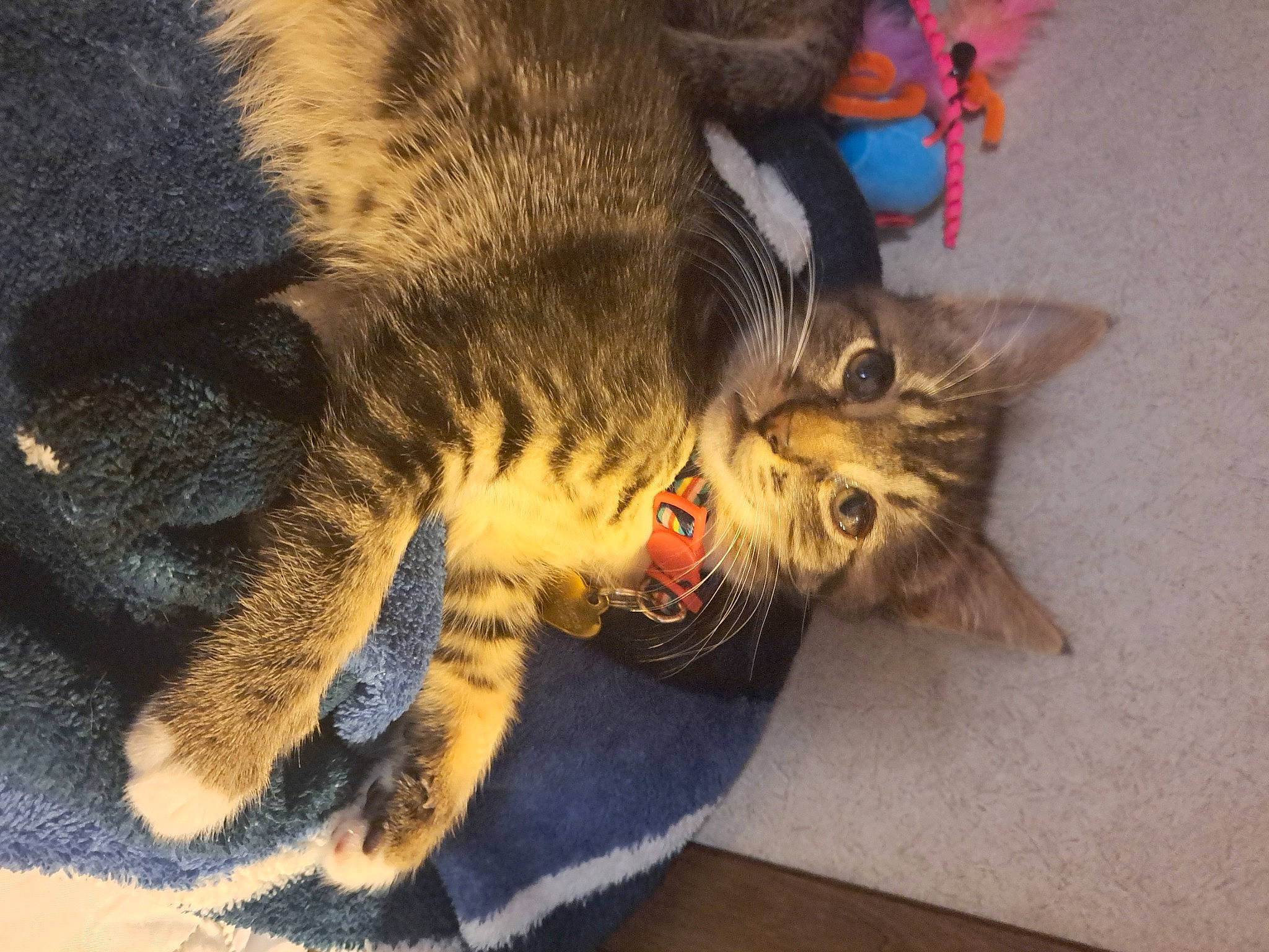 Sister Kitty is registered to the contest to win money with this photo: carnivore, cat, claw, comfort, domestic_short_haired_cat, felidae, fur, natural_material, paw, plant, small_to_medium_sized_cats, snout, tail, terrestrial_animal, whiskers