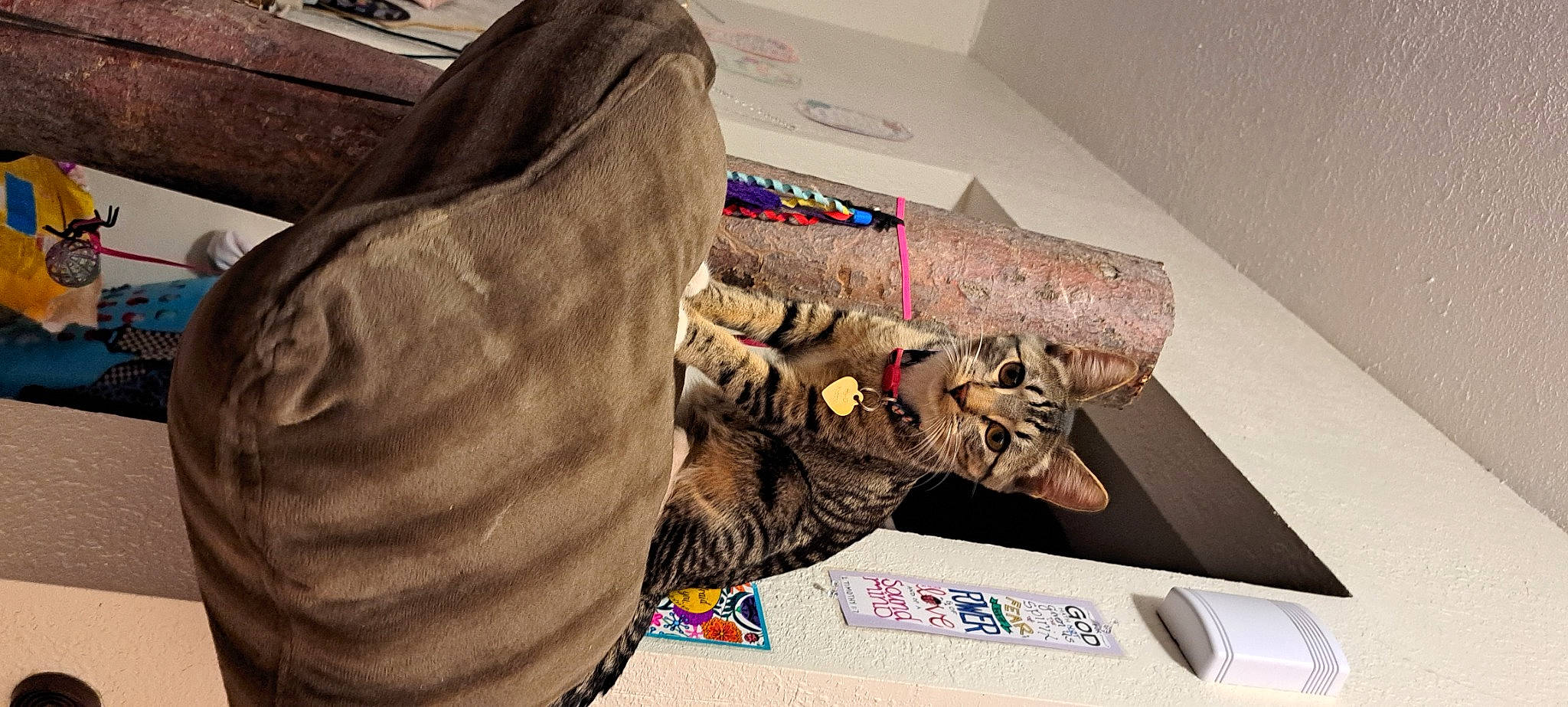 Hy-d Kitty is registered to the contest to win money with this photo: art, comfort, eyewear, fashion_accessory, fashion_design, flooring, fur, gesture, glove, linens, military_camouflage, office_supplies, pattern, personal_protective_equipment, room, sleeve, textile, visual_arts, wood, wool