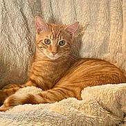 Ryleigh joined the competition — help win amazing prizes! blanket, cat, comfortable, cozy, ears, feline, fluffy, fur, green_eyes, home, indoor, looking_at_camera, orange_tabby, pet, portrait, relaxed, sofa, striped, tabby, whiskers