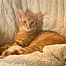 blanket, cat, comfortable, cozy, ears, feline, fluffy, fur, green_eyes, home, indoor, looking_at_camera, orange_tabby, pet, portrait, relaxed, sofa, striped, tabby, whiskers