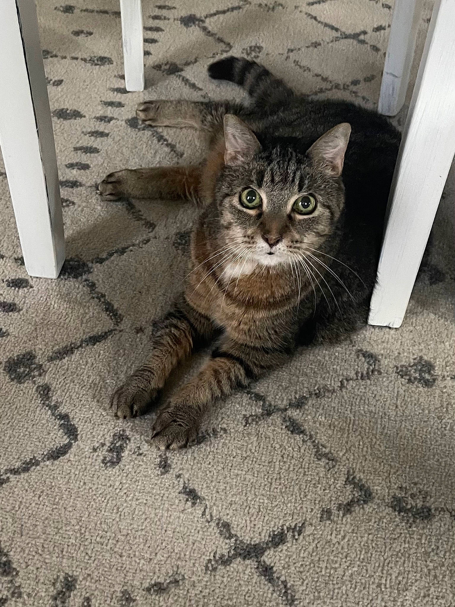 Chloe joined the competition — help win amazing prizes! asphalt, automotive_tire, carnivore, cat, door, eye, felidae, flooring, fur, grey, monochrome, monochrome_photography, paw, road_surface, small_to_medium_sized_cats, snout, tail, terrestrial_animal, whiskers, window