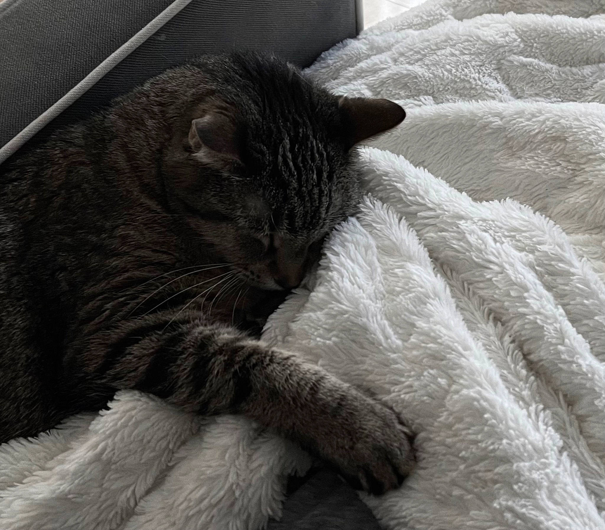 Chloe joined the competition — help win amazing prizes! carnivore, cat, claw, close_up, comfort, domestic_short_haired_cat, felidae, fur, grey, linens, mammal, nap, paw, sleep, small_to_medium_sized_cats, snout, tail, terrestrial_animal, vertebrate, whiskers