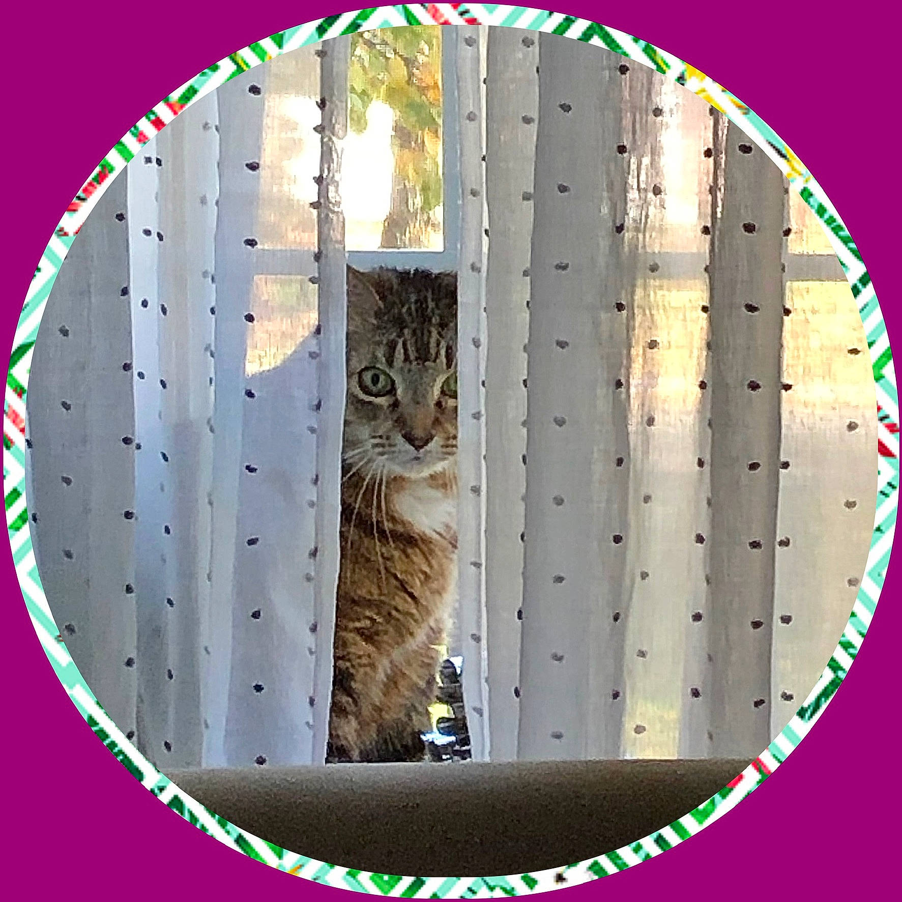 Chloe is registered to the contest to win money with this photo: arch, art, carnivore, cat, circle, domestic_short_haired_cat, felidae, font, fur, graphics, illustration, organism, pattern, pet_supply, rectangle, small_to_medium_sized_cats, snout, tail, wheel, whiskers