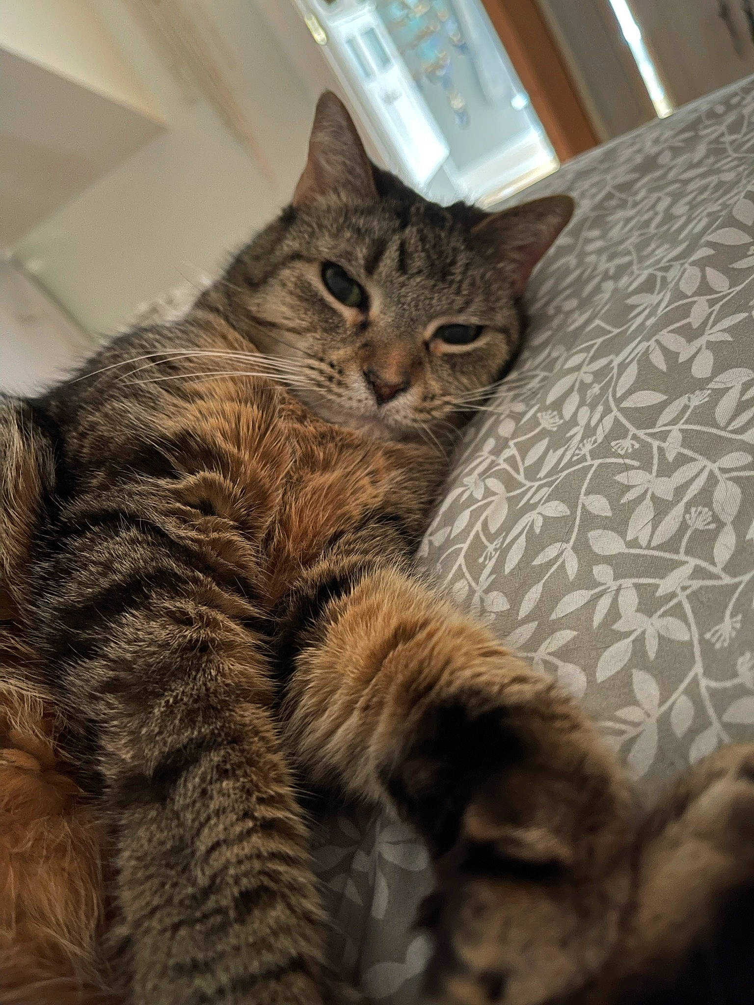 Chloe joined the competition — help win amazing prizes! carnivore, cat, claw, comfort, domestic_short_haired_cat, felidae, fur, paw, small_to_medium_sized_cats, tail, terrestrial_animal, whiskers