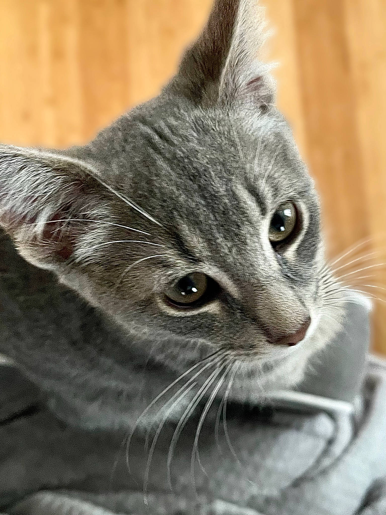 Indiana joined the competition — help win amazing prizes! carnivore, cat, domestic_short_haired_cat, ear, eye, felidae, fur, grey, iris, monochrome, monochrome_photography, small_to_medium_sized_cats, snout, terrestrial_animal, whiskers, wildlife, window, wood