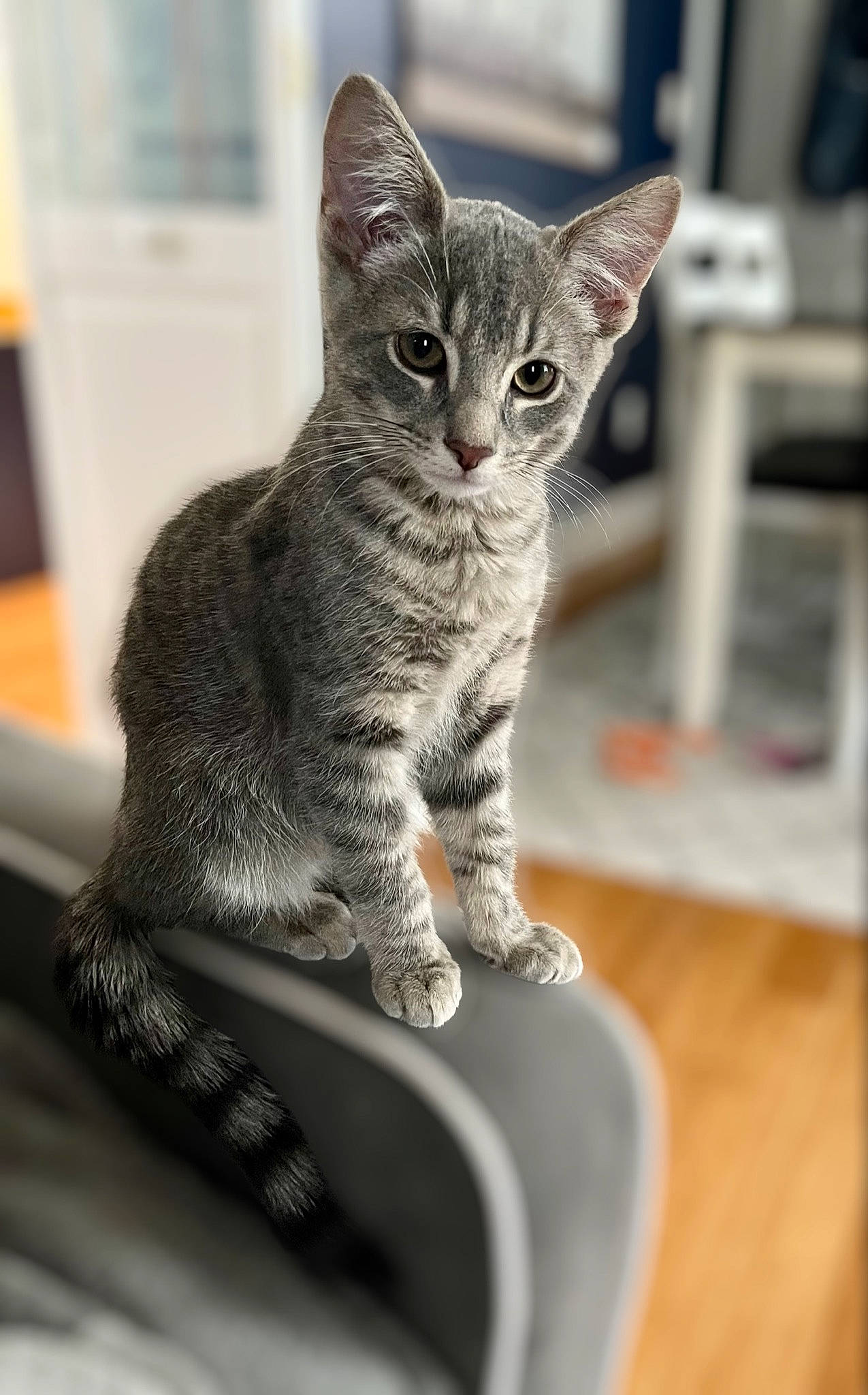 Indiana joined the competition — help win amazing prizes! carnivore, cat, claw, domestic_short_haired_cat, felidae, fur, paw, sitting, small_to_medium_sized_cats, snout, tail, terrestrial_animal, whiskers, wildlife