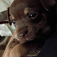 Grace joined the competition — help win amazing prizes! adorable, animal, bedding, brown_fur, close_up, cozy, cuddling, dog, floppy_ears, indoors, large_eyes, nose, person, pet, photography, portrait, puppy, sitting, snout, whiskers