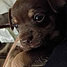 puppy, dog, brown_fur, close_up, portrait, large_eyes, floppy_ears, snout, nose, whiskers, pet, animal, indoors, cozy, bedding, person, cuddling, sitting, adorable, photography