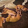 dog, brown_dog, sleeping, couch, indoor, pet, nap, relaxing, fur, canine, animal, three_dogs, collar, floor, blanket, resting, cozy, domestic, pile, living_room