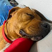 Chubs joined the competition — help win amazing prizes! dog, sleeping, brown_dog, red_collar, close_up, indoor, pillow, resting, cozy, wall, cushion, pet, canine, relaxed, nap, fur, snout, whiskers, domestic_animal, quiet