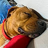 dog, sleeping, brown_dog, red_collar, close_up, indoor, pillow, resting, cozy, wall, cushion, pet, canine, relaxed, nap, fur, snout, whiskers, domestic_animal, quiet