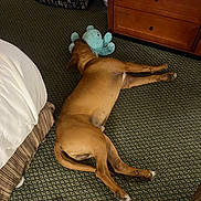 Chubs joined the competition — help win amazing prizes! animal, bed, blue_octopus_toy, brown_dog, carpet, cozy, dog, dresser, floor, furniture, home, indoor, lying_down, pet, quiet, relaxation, resting, sleeping, stuffed_toy, toy