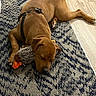 Chubs is registered to the contest to win money with this photo: dog, puppy, sleeping, brown_fur, toy, plush_toy, indoor, rug, floor, relaxed, pet, canine, animal, cozy, resting, quiet, domestic, comfort, sleep, laying_down