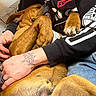 Chubs is registered to the contest to win money with this photo: animal, brown_dog, casual, close_up, clothing, comfort, dog, hand, hoodie, hugging, indoors, jeans, paw, person, pet, relaxing, resting, sleeping, snuggling, tattoo