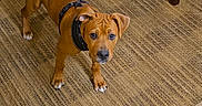 Chubs is registered to the contest to win money with this photo: animal, bag, brown_dog, carpet, collar, curious, dog, domestic, ears, floor, furniture, home, indoor, looking_up, pet, playful, puppy, table, tail, toy