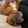 Chubs is registered to the contest to win money with this photo: dog, pet, sleeping, relaxed, brown_dog, collar, indoor, bed, blanket, human_legs, black_pants, nose, paw, cute, cozy, resting, living_room, television, furniture, casual