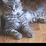 Kittybaby is registered to the contest to win money with this photo: animal, cat, closeup, collar, domestic_cat, ears, feline, floor, fur, gray_cat, indoor, lying_down, paws, pet, portrait, relaxed, tabby, tail, whiskers, wood_floor