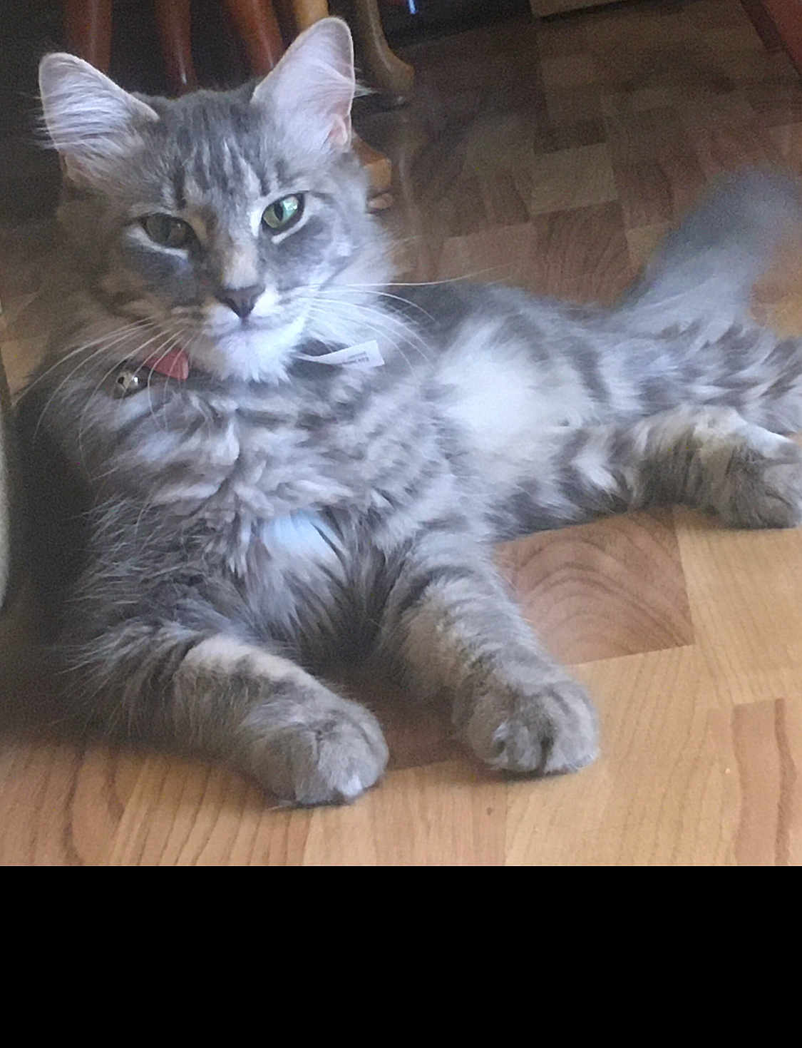 Kittybaby