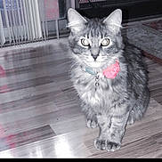 Kittybaby is registered to the contest to win money with this photo: animal, cat, collar, domestic_animal, ears, eyes, feline, floor, flower, fur, home, indoor, looking, pet, rug, sitting, tabby_cat, whiskers, window, wooden_floor