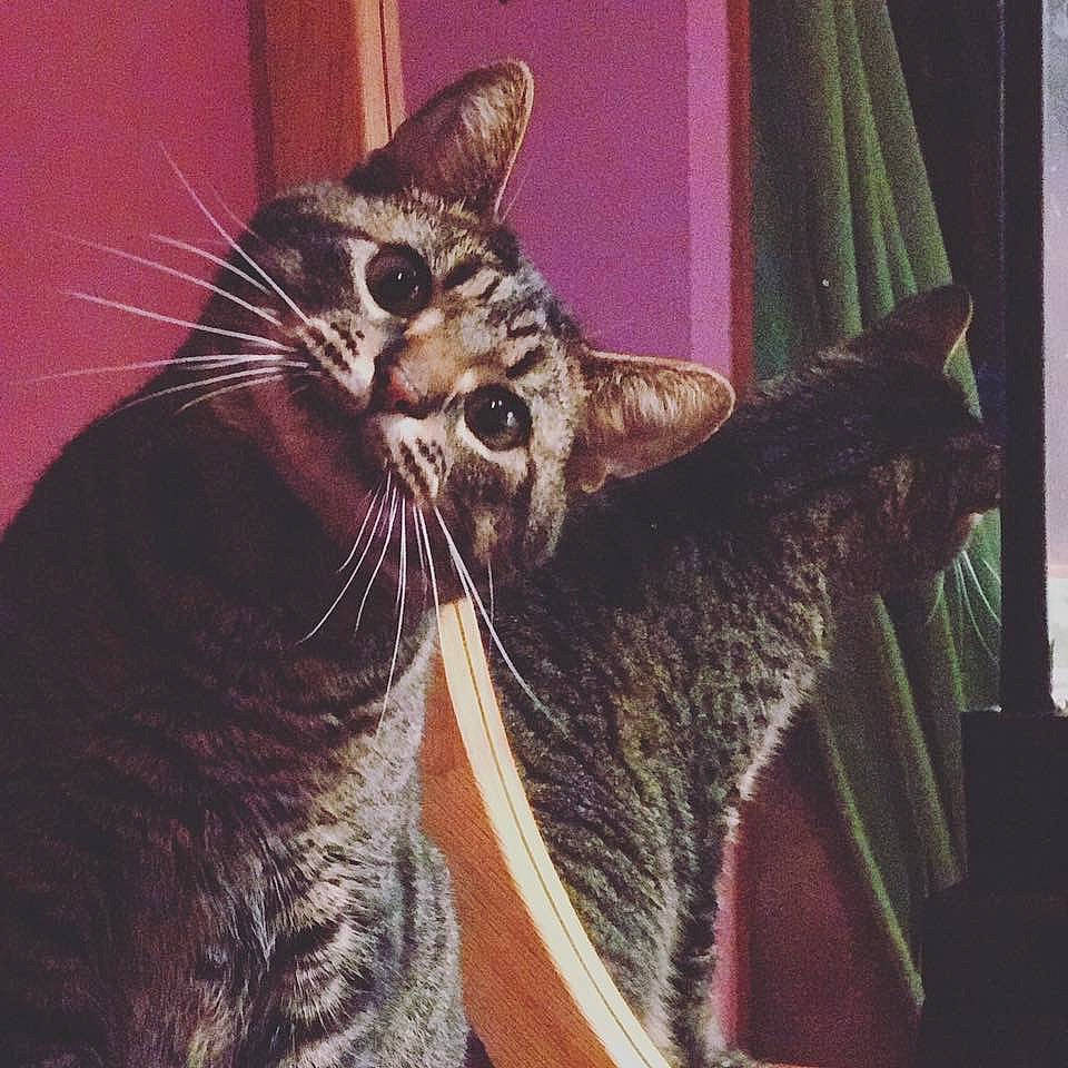 Bmo is registered to the contest to win money with this photo: asian, carnivore, cat, cool, domestic_short_haired_cat, dragon_li, european_shorthair, felidae, fur, illustration, kitten, small_to_medium_sized_cats, tabby_cat, tail, whiskers