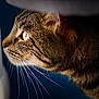 Spooky participe au concours pour gagner de l'argent avec cette photo : animal, cat, close_up, domestic_cat, ears, eye, face, focused, fur, indoor, looking, mammal, nose, pet, portrait, profile, side_view, soft_light, tabby, whiskers