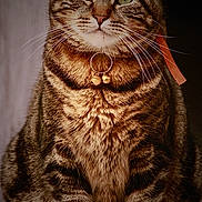 Spooky a rejoint le concours — aidez-le/la à gagner de superbes lots ! animal, beautiful, bells, cat, closeup, collar, cute, domestic_cat, face, feline, fur, green_eyes, indoor, mammal, pet, portrait, sitting, striped, tabby, whiskers