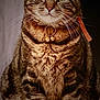 animal, beautiful, bells, cat, closeup, collar, cute, domestic_cat, face, feline, fur, green_eyes, indoor, mammal, pet, portrait, sitting, striped, tabby, whiskers