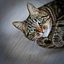 Spooky participe au concours pour gagner de l'argent avec cette photo : animal, beautiful, cat, close_up, curious, cute, domestic_animal, feline, floor, fur, green_eyes, indoor, lying_down, mammal, pet, portrait, relaxed, tabby, whiskers, wooden_floor
