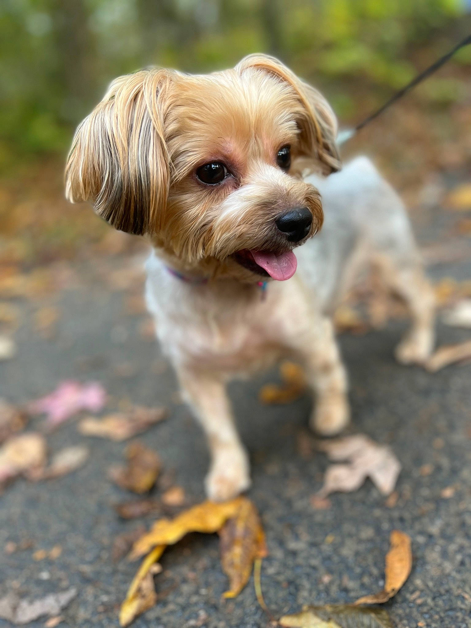 Bella is registered to the contest to win money with this photo: canidae, carnivore, companion_dog, dog, dog_breed, dog_collar, dog_supply, fawn, grass, leash, liver, pet_supply, plant, snout, soil, sporting_group, terrier, toy_dog, wood, working_animal