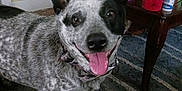 Joseph Lee is registered to the contest to win money with this photo: dog, indoor, carpet, table, mug, dog_treats, milk_bone, black_and_white, speckled_coat, happy, tongue_out, ears_up, collar, living_room, rug, household_items, furniture, pet, smiling, domestic