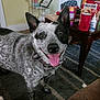 dog, indoor, carpet, table, mug, dog_treats, milk_bone, black_and_white, speckled_coat, happy, tongue_out, ears_up, collar, living_room, rug, household_items, furniture, pet, smiling, domestic