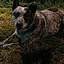 Joseph Lee is registered to the contest to win money with this photo: dog, animal, grass, outdoor, night, canine, pet, lying_down, speckled, happy, ears, fur, nature, mammal, domestic_animal, relaxed, quiet, dark, spot, friendly