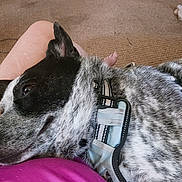 Joseph Lee is registered to the contest to win money with this photo: dog, black_and_white, resting, close_up, harness, carpet, lap, pet, relaxed, indoor, animal, fur, canine, toy, comfort, person, casual, home, laying, sleepy