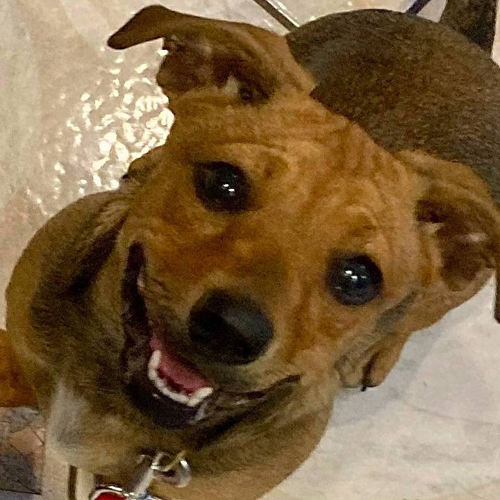 Reese Witherspoon joined the competition — help win amazing prizes! canidae, carnivore, collar, companion_dog, dog, dog_breed, dog_collar, ear, fawn, fur, guard_dog, hat, head, liver, plant, snout, sporting_group, whiskers, working_animal, working_dog