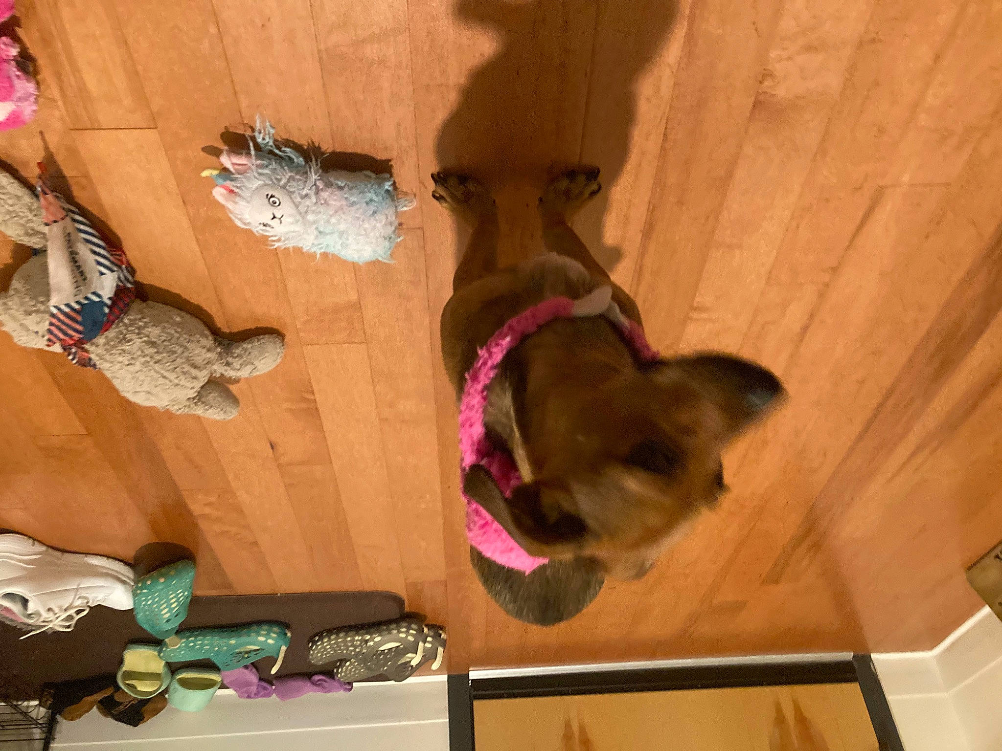 Reese Witherspoon joined the competition — help win amazing prizes! brown, canidae, carnivore, companion_dog, dog, dog_breed, fawn, felidae, floor, flooring, fur, hardwood, liver, luggage_and_bags, room, small_to_medium_sized_cats, sporting_group, tail, wood, wood_stain