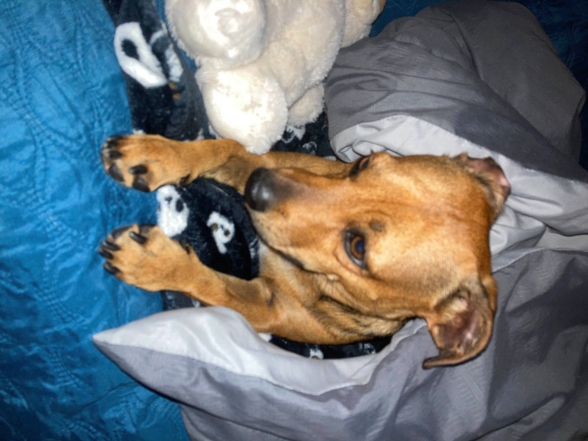 Reese Witherspoon joined the competition — help win amazing prizes! carnivore, comfort, companion_dog, dog, dog_breed, dog_supply, fawn, fur, guard_dog, mammal, terrestrial_animal, vertebrate, working_animal