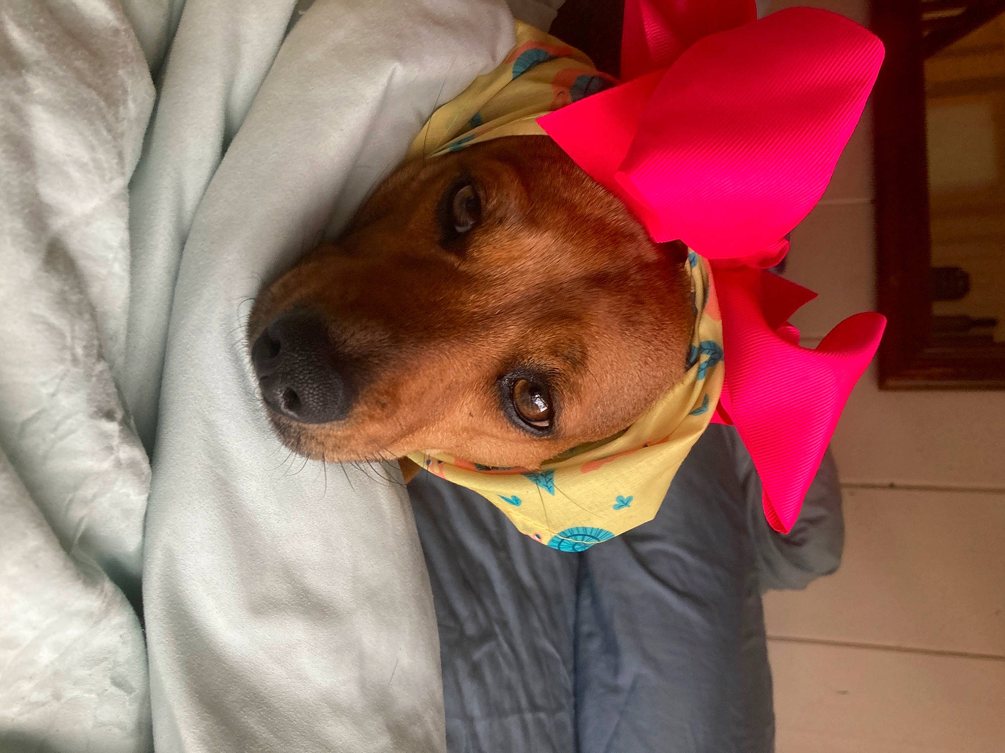 Reese Witherspoon is registered to the contest to win money with this photo: carnivore, collar, comfort, companion_dog, dog, dog_breed, dog_clothes, dog_supply, ear, eyewear, fashion_accessory, fawn, personal_protective_equipment, selfie, sleeve, snout, sporting_group, sunglasses, working_animal