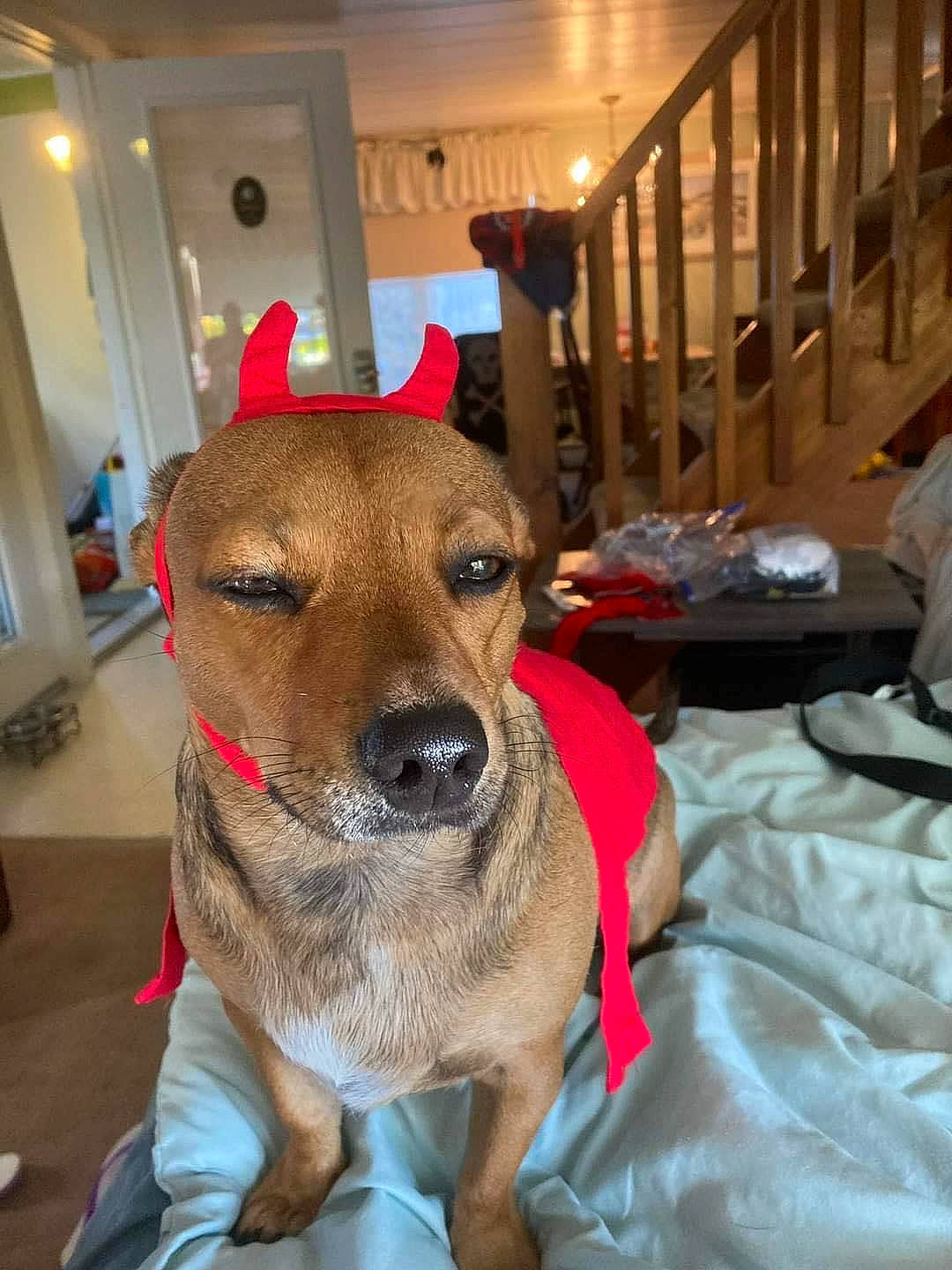 Reese Witherspoon is registered to the contest to win money with this photo: canidae, carnivore, chair, collar, companion_dog, dog, dog_breed, dog_collar, dog_supply, fashion_accessory, fawn, fur, guard_dog, leash, pet_supply, snout, sporting_group, whiskers, window, working_animal