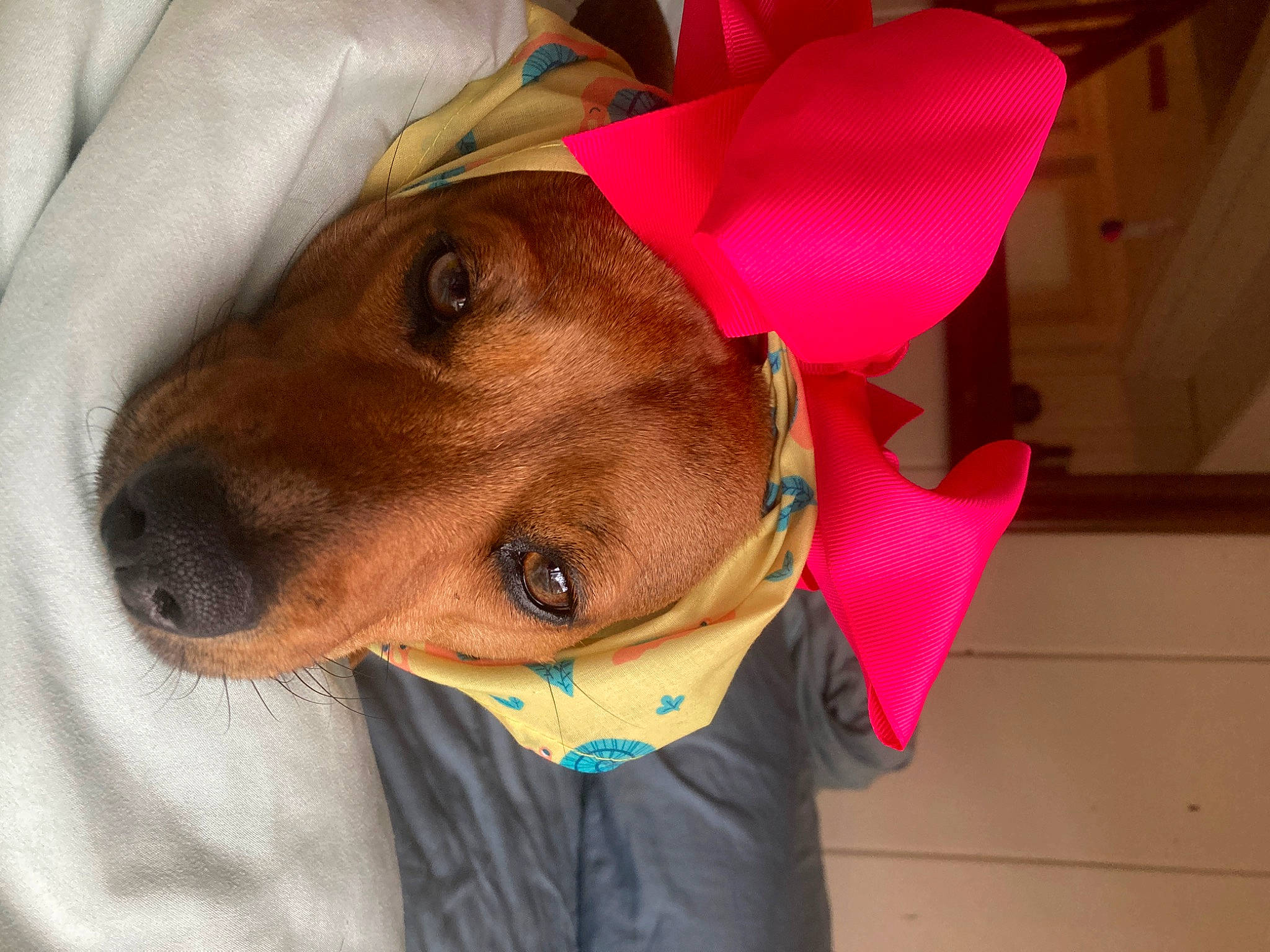 Reese Witherspoon is registered to the contest to win money with this photo: carnivore, collar, companion_dog, dog, dog_breed, dog_clothes, dog_supply, fashion_accessory, fawn, hat, liver, personal_protective_equipment, pet_supply, selfie, sleeve, snout, sporting_group, whiskers, working_animal