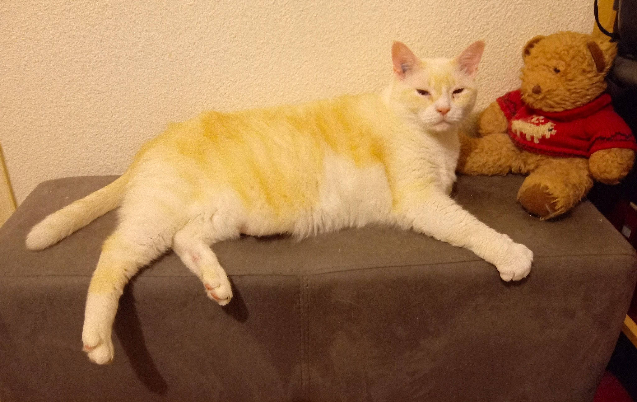 Eragon a rejoint le concours — aidez-le/la à gagner de superbes lots ! arabian_mau, asian, carnivore, cat, colorpoint_shorthair, fawn, felidae, javanese, khao_manee, kitten, mammal, oriental_longhair, paw, small_to_medium_sized_cats, tail, turkish_angora, turkish_van, vertebrate, whiskers