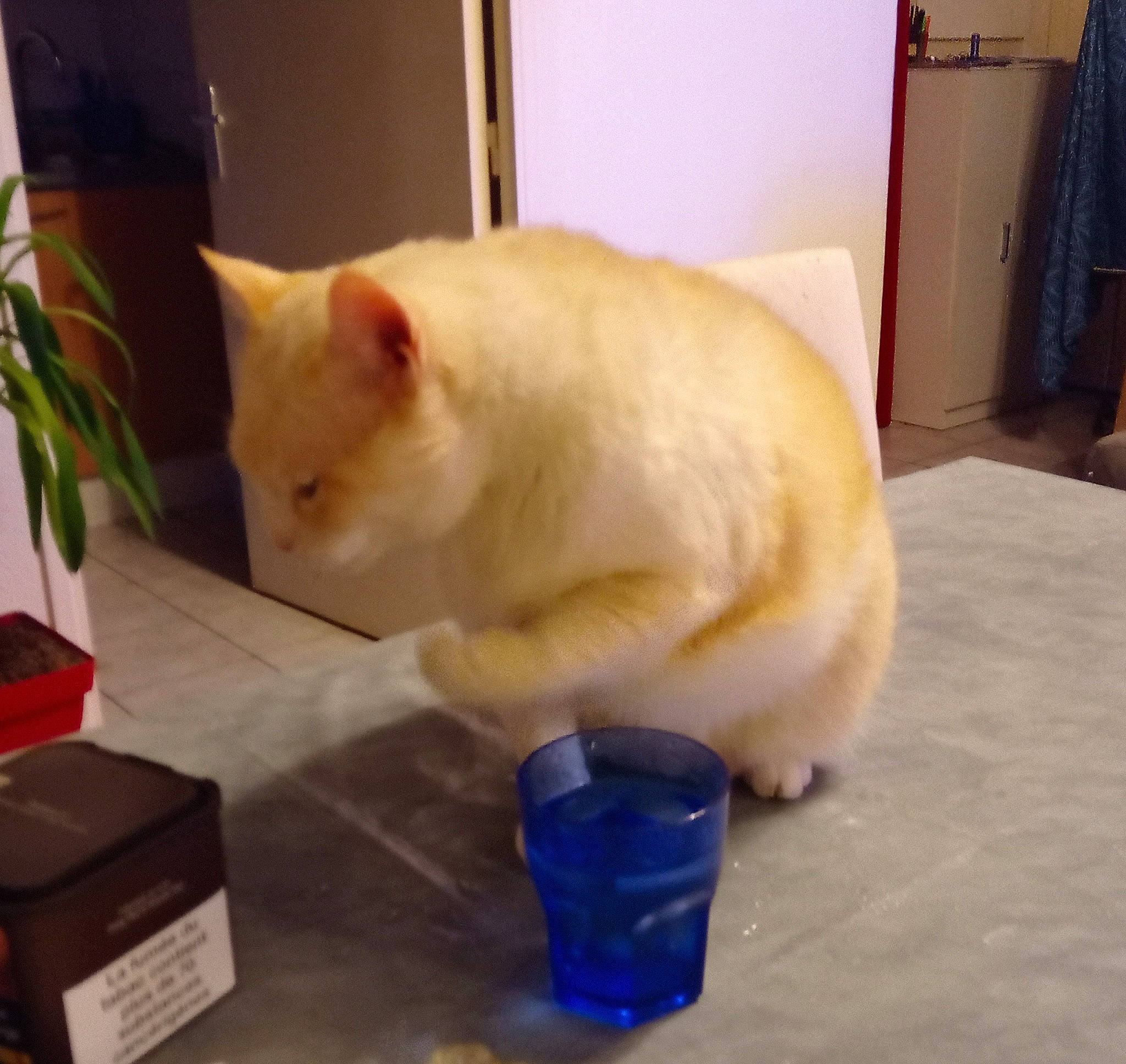 Eragon a rejoint le concours — aidez-le/la à gagner de superbes lots ! carnivore, cat, colorpoint_shorthair, domestic_short_haired_cat, european_shorthair, felidae, fur, khao_manee, kitten, small_to_medium_sized_cats, tail, turkish_angora, turkish_van, whiskers