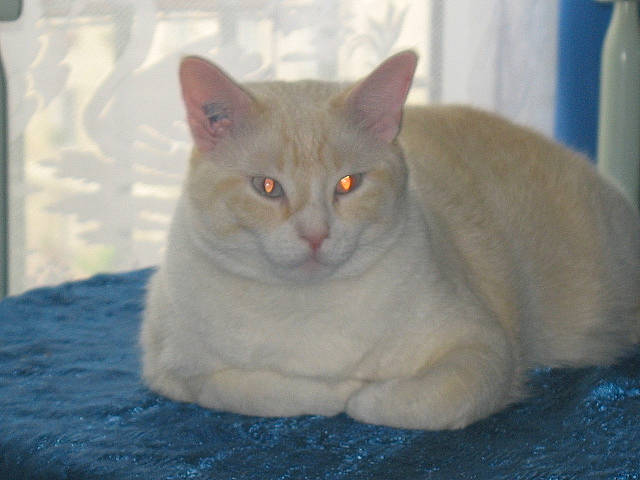 Eragon participe au concours pour gagner de l'argent avec cette photo : asian, australian_mist, british_semi_longhair, british_shorthair, burmese, burmilla, carnivore, cat, chartreux, colorpoint_shorthair, domestic_short_haired_cat, european_shorthair, fawn, felidae, german_rex, kitten, mammal, small_to_medium_sized_cats, vertebrate, whiskers